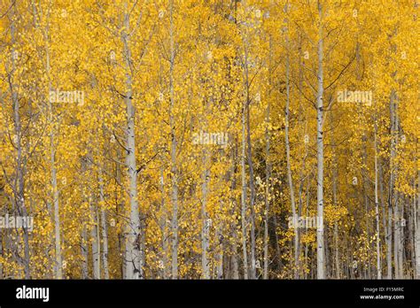 Aspen Trees Populus Tremuloides Teton Hi Res Stock Photography And