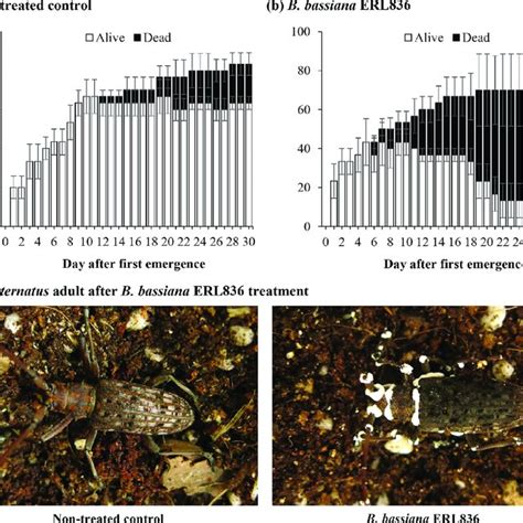 Insecticidal Activity Of B Bassiana Erl836 Against M Alternatus Download Scientific Diagram