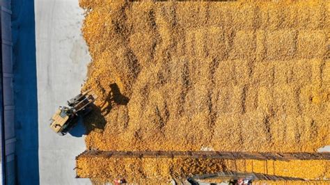 Chinas 2023 Grain Output Hits Record High Shine News