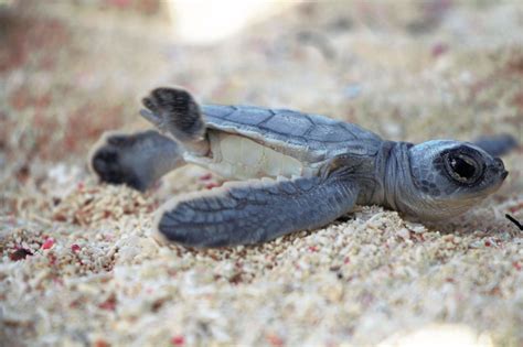 Coral Reef Restoration & Conservation In Mexico - GlobalGiving