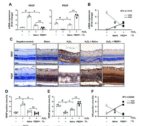 PD MSCs PEDF Balanced VEGF And PEDF Levels In A H2O2 Induced Rat Model