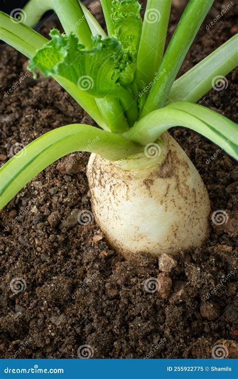 Close Up View Of Daikon Radish Plant Stock Image Image Of Green Farm 255922775