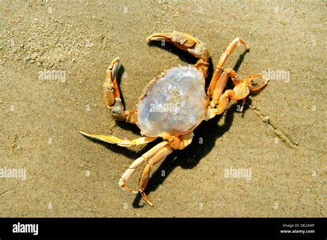 Shore Crab European Green Crab Or Green Crab Carcinus Maenas On The