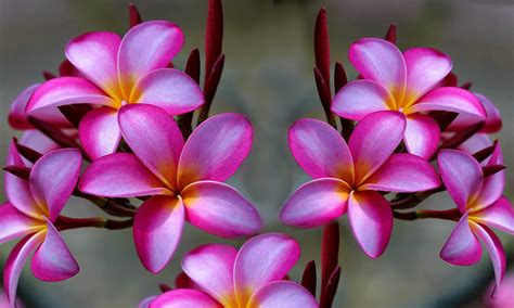 Exotic Tropical Plumeria Flowers Plants A Special Flowers