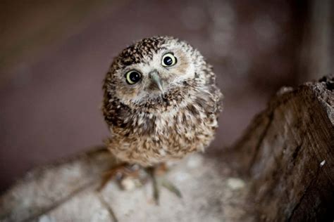 Cute Fluffy Baby Owls