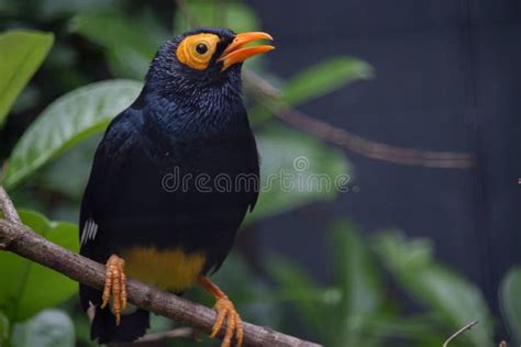 Yellow Faced Myna Stock Photo Image Of Faced Myna Animal 74750322