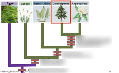 Phylogeny Of The Evolution Of Land Plants Diagram Quizlet