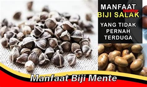 Temukan Manfaat Biji Mente Yang Jarang Diketahui Biotifor