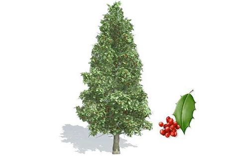 Types of Holly Trees | The Options - PlantingTree