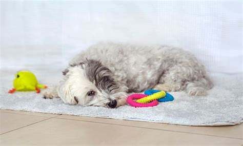 8 Common Havanese Health Issues (Vet-Approved Facts) | Hepper