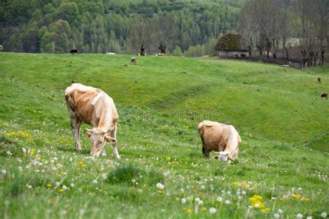 Rebanho Das Vacas Alpinas Que Pastam No Pasto Verde Foto De Stock