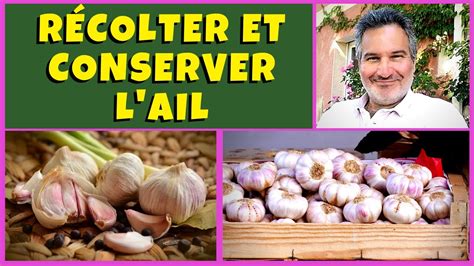 Ail Bio Au Potager R Colte S Chage Conservation Rotation Et