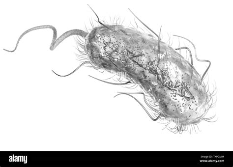 Abbildung Escherichia Coli Bakterien E Coli Mit Vorstrafen DNA