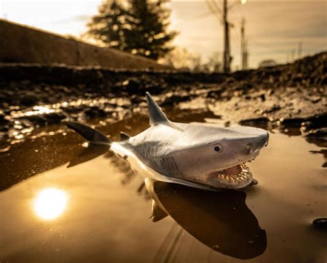 Photographer gets creative with potholes in Indianapolis