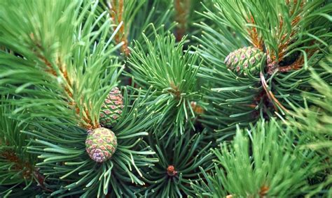 Сосна горная | Купить саженцы по цене от 1200 с доставкой в питомнике ...