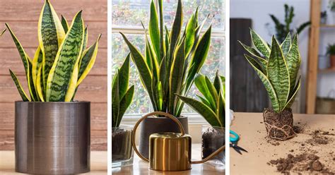 Snake Plant Care – How to Plant, Grow and Help Them Thrive