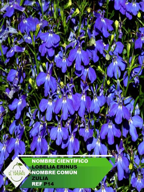 plantula de zulia croper