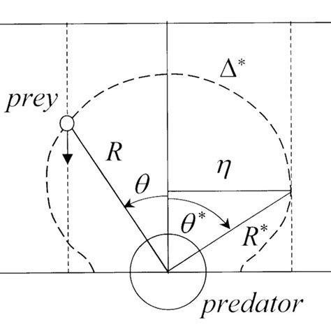 The Perceptive Field Of A Cruising Copepod The Cephalic Extremity Of