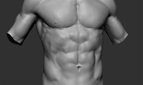 Male Torso Anatomy