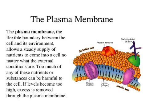 Plasma Membrane Structure And Function