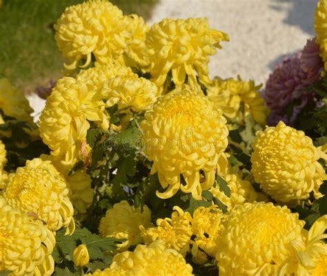 Groups Of Yellows Chrysanthemum Flowers Blossoms In The Garden Stock