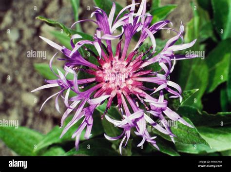 Perennial Cornflower Mountain Cornflower Or Bachelor S Button Cyanus