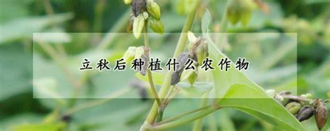 7一8月份种什么农作物 —【发财农业网】