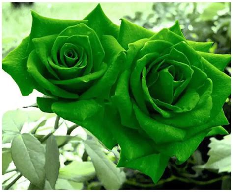 The Meaning of Blue and Green Roses | WorldWeet