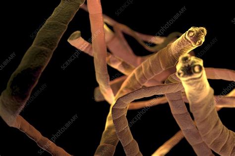 Platyhelminthes Cestoda - Platyhelminthes Cestoda
