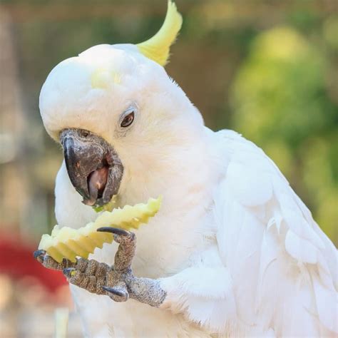 Sulfur Crested Cockatoo Behavior