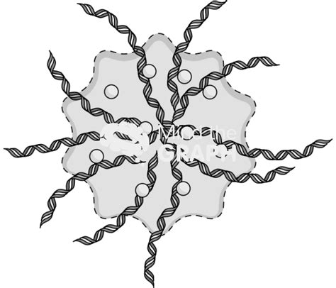 Neutrophil dying extracellular traps 1