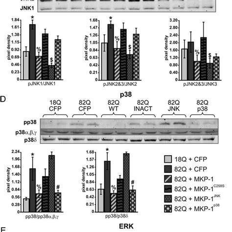 Mutation Of Mkp 1 Creates Inactive Jnk Specific And P38 Selective