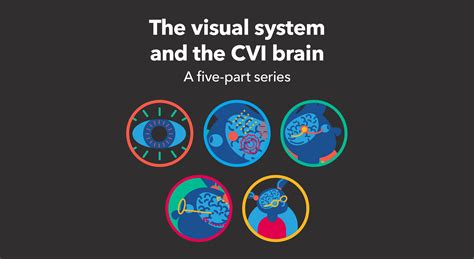 The Visual System And The Cvi Brain Perkins School For The Blind