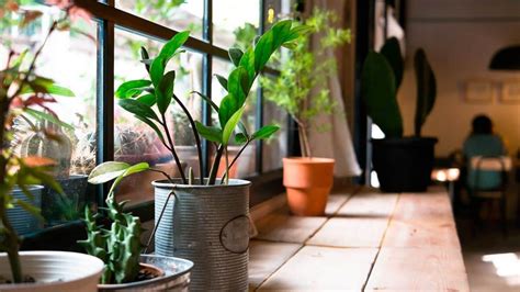 ¿cómo Elegir Plantas Para El Interior De Tu Casa The Home Depot Blog