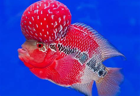 Flowerhorn Cichlid - Aquatics World