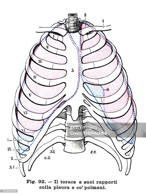 Thoracic Cavity Anatomy Engraving 1899 High-Res Vector Graphic - Getty ...