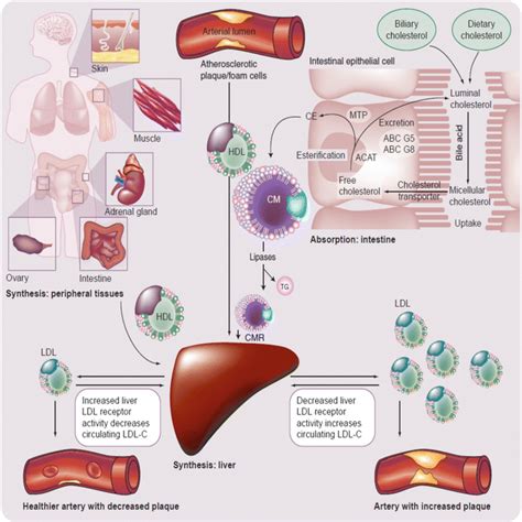 Cholesterol Absorption Inhibitors (Ezetimibe) and Bile Acid Binding Resins (Colesevelam HCl) as ...