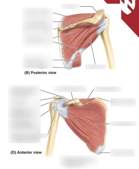 Rotator Cuff Diagram Quizlet