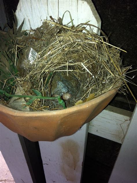 House Wren and Eastern Phoebe nests | Celebrate Urban Birds