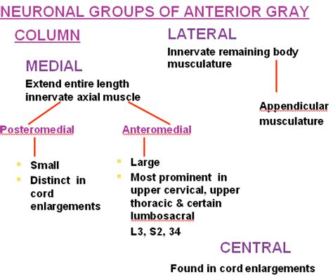 Spinal Cord Gross Anatomy And Internal Structure Howmed