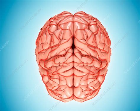 Human Brain Anatomy Illustration Stock Image F017 9881 Science