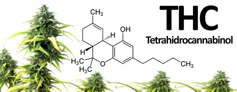 La Mol Cula Detr S Del Efecto Psicoactivo En La Planta Cannabis Sativa