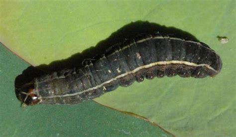 Caterpillar Yellow Striped Armyworm Spodoptera Ornithogalli Bugguide