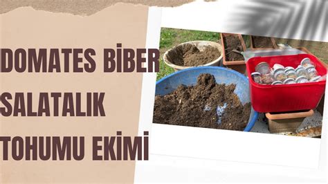 domates tohumu nasıl ekilir biber tohumu nasıl ekilir salatalık tohumu