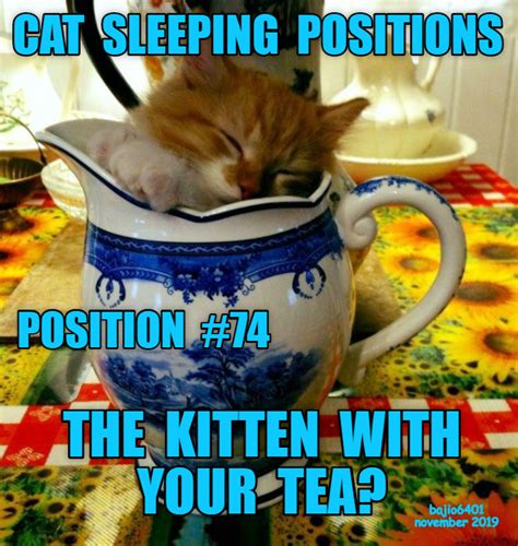 The Guide To Cat Sleeping Positions Lolcats Lol Cat Memes Funny Cats Funny Cat