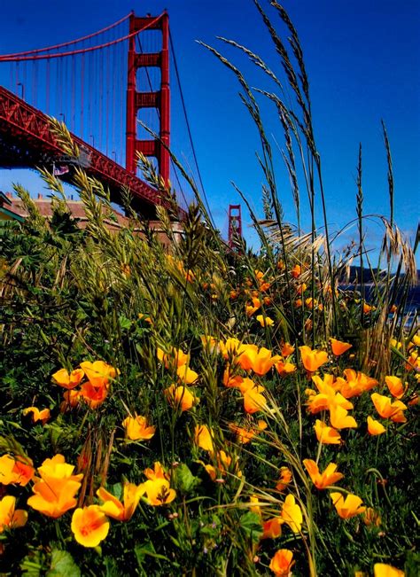 Solve Golden Gate Bridge Jigsaw Puzzle Online With 63 Pieces