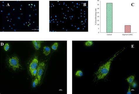 Effect Of Argirium SUNCs On Fibroblasts A B The BrdU Assay Revealed