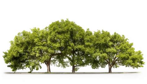 premium photo isolated tree side view  white