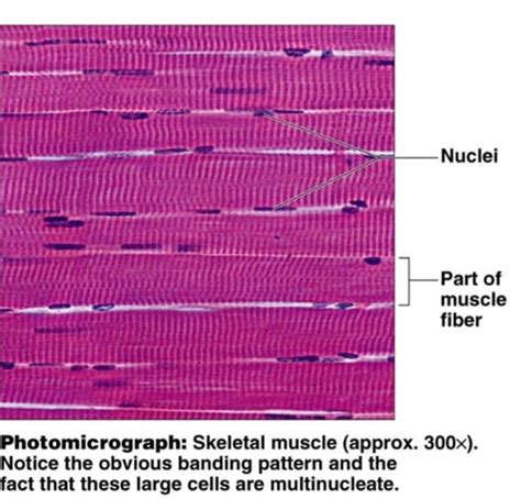 Muscle Tissues Nervous Tissue Flashcards Quizlet