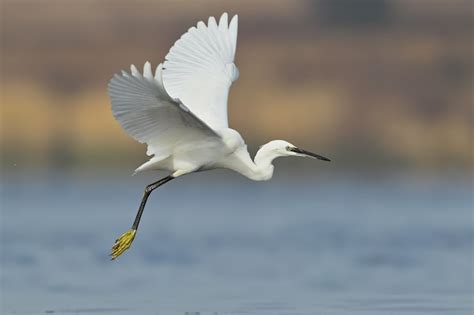 Premium Photo | Flying little egret